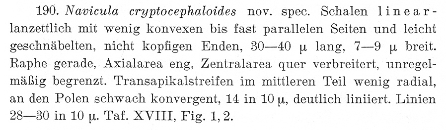 Ncryptocephaloides Origdesc