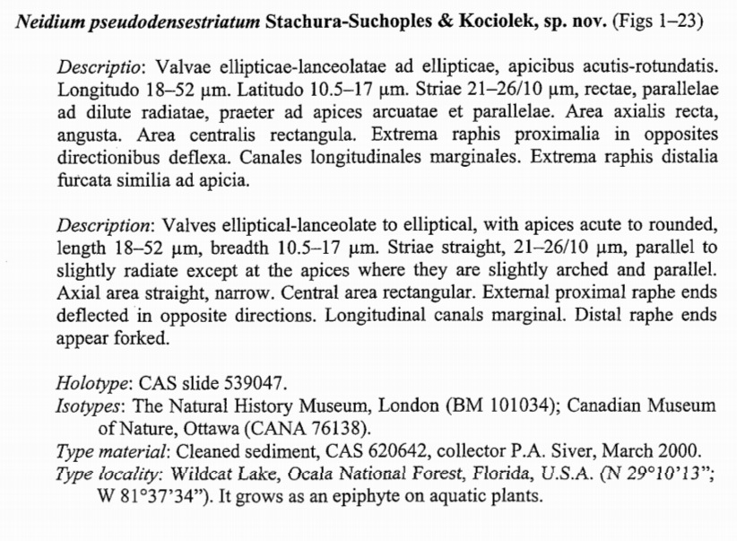 Neidium Pseudodensestriatum Orig Desc