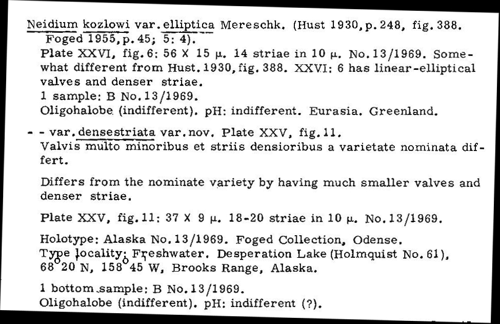 Neidiumfogedii Origdesc