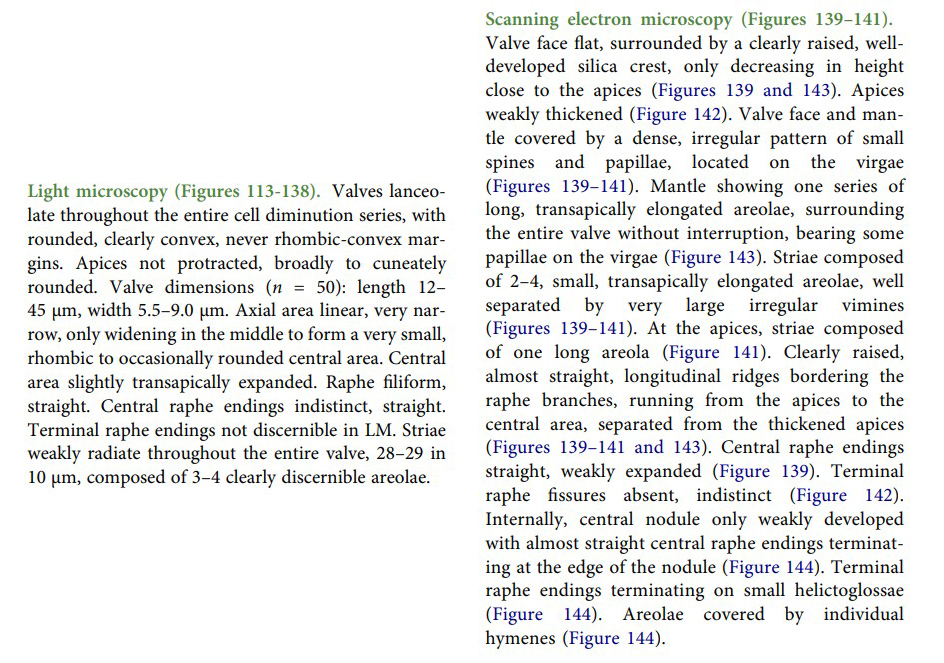 Original description Brachysira