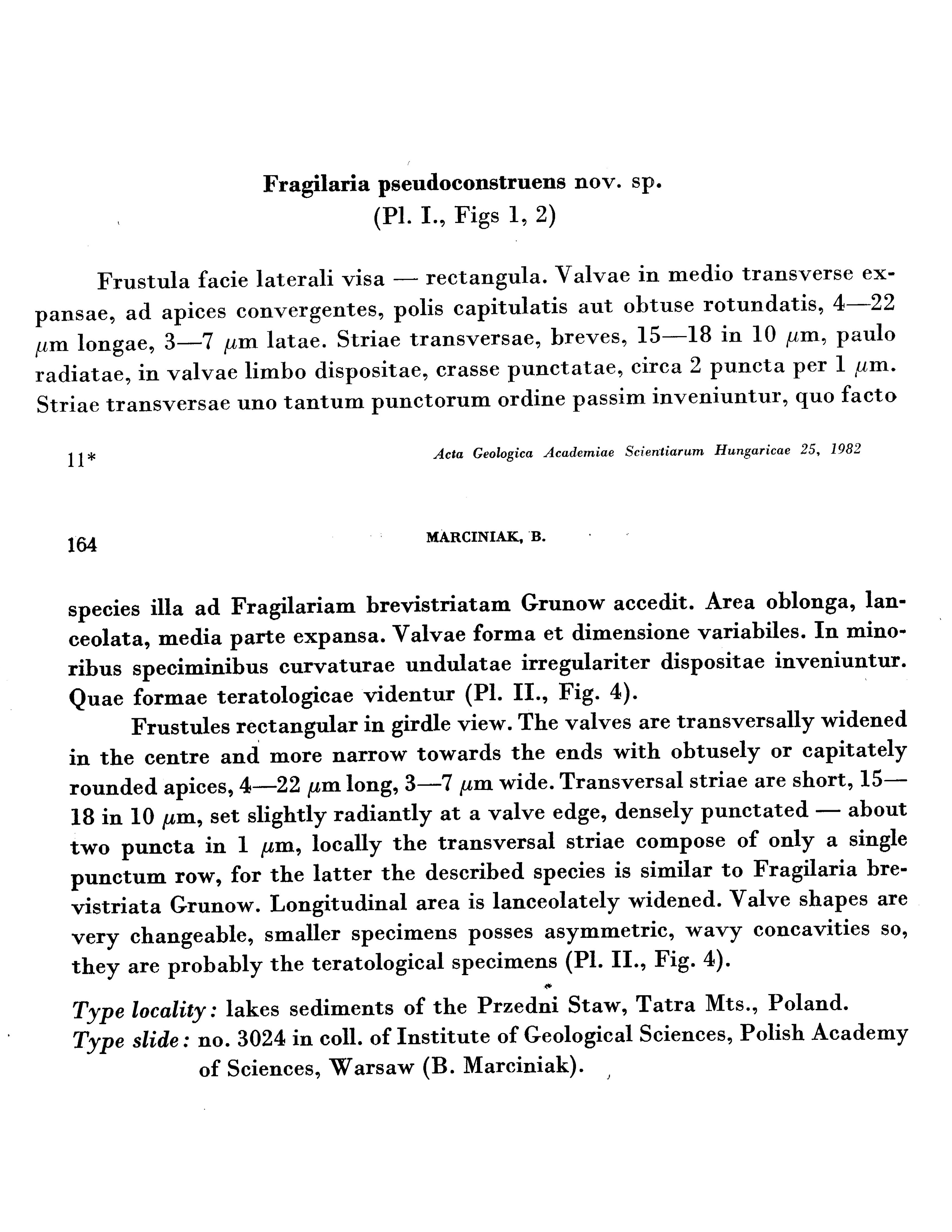 P Pseudoconstruens Orig Des 2