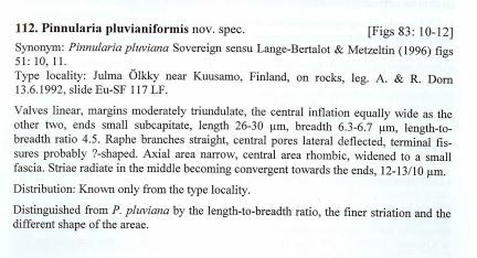 Pinn pluvianiformis org descp