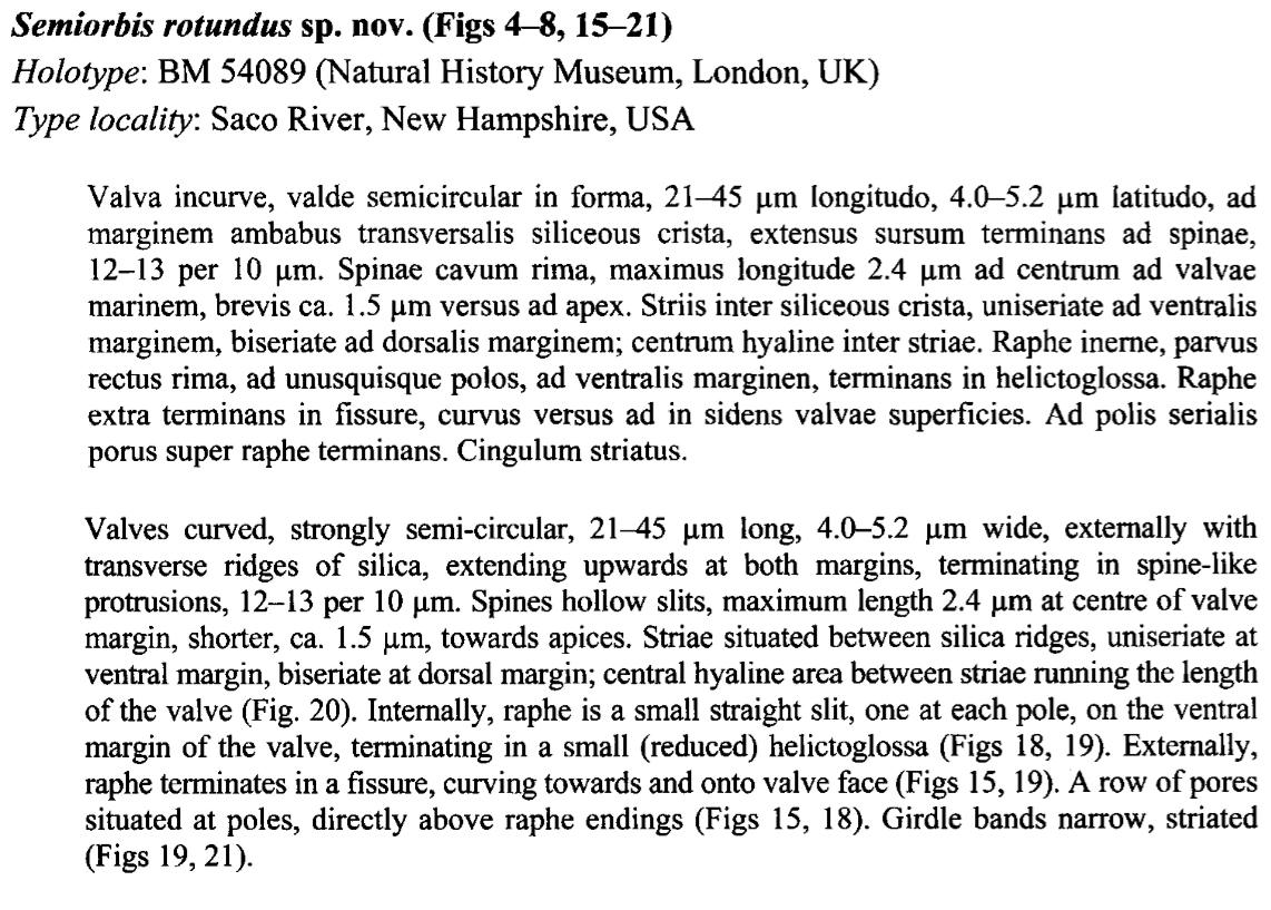 Serotundus Original Description