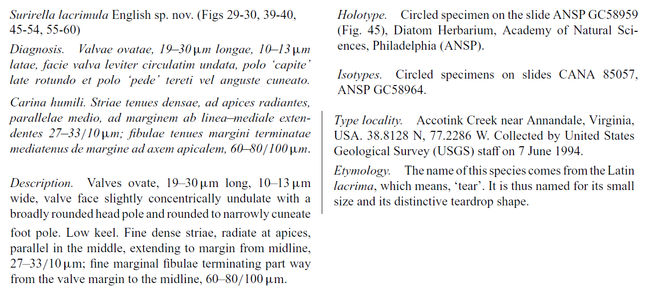 Surilacrimula Orig Descr