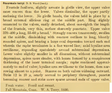 Stauroneis Terryi Orig Descr
