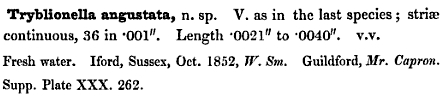 T Angustata Original Description