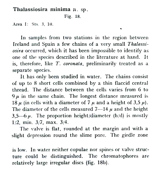 Thalassiosira minima orig desc