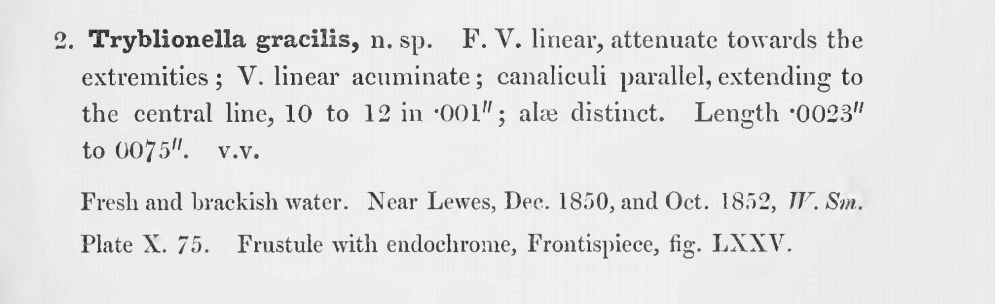 Tryblionella Gracilis Orig Desc