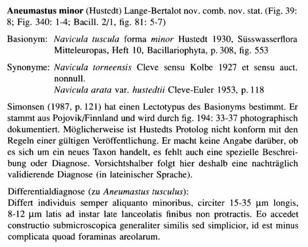 Aneumastus minor orig descr