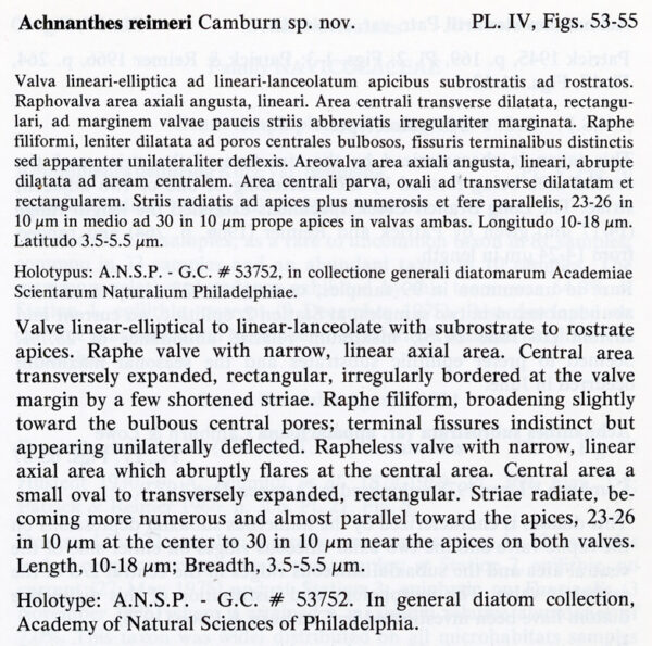 Achnanthes reimeri orig descr2