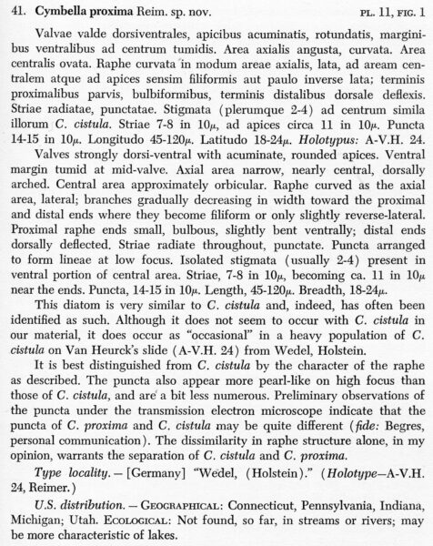 Cymbella proxima orig descr