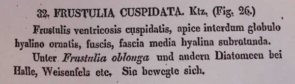 Frustulia cuspidata orig illus