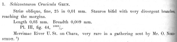 Schizostauron crucicula orig descr