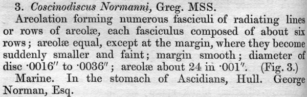 Coscinodiscus normanii orig descr
