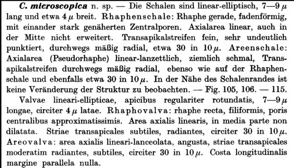 Cocconeis Microscop Orig Descr
