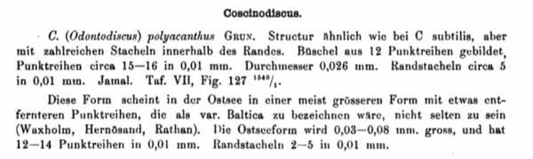 Coscinodiscus polyacanthus var. baltica orig descr