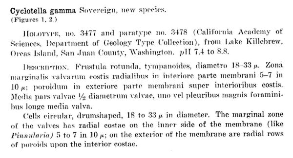 Cyclotella gamma orig descr1