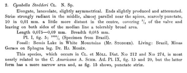 Cymbella Stodderi  Cleve1881 Origdesc