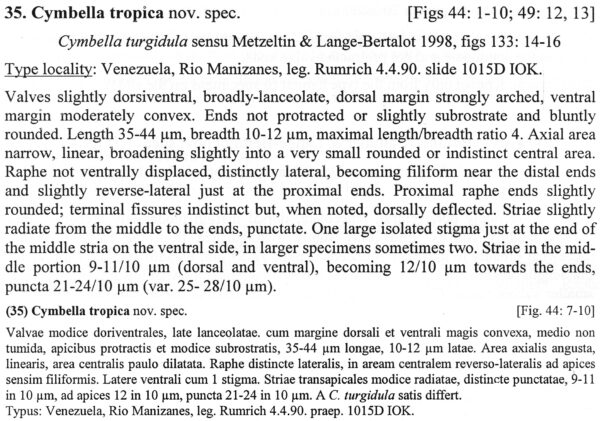Cymbella Tropica  Descr
