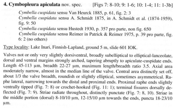 Cymbopleura apiculata orig descr