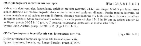 Cymbopleura incertiformis var. laterostrata orig descr