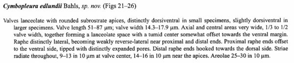 Cymbopleura edlundii orig descr