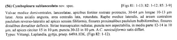 Cymbopleura sublanceolata orig descr
