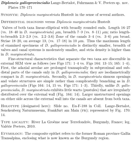 Diploneis galloprovincialis Orig Desc