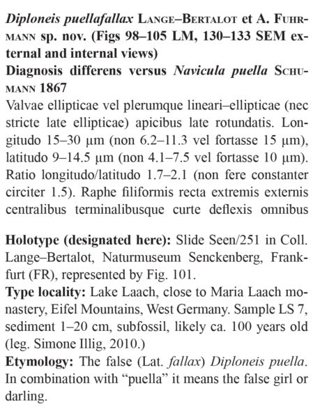 Diploneis Puellafallax Orig Desc