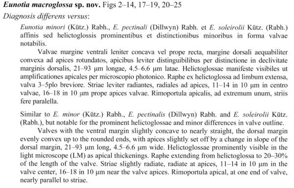 E Macroglossa  Cropof Orig Pdf