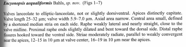 Encyo Aequaliformis Origdesc001