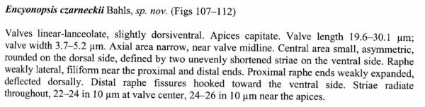 Encyo Czarneckii Origdesc001