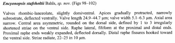Encyo Stafsholtii Origdesc004