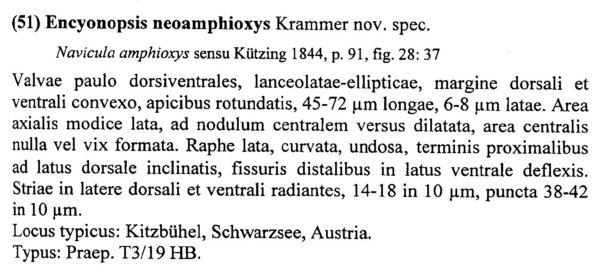 Encyonopsis Neoamphioxys Origdesc001