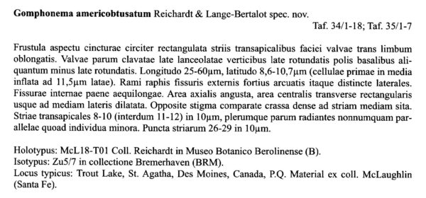 Gomphonema Americobtusatum Origdesc001