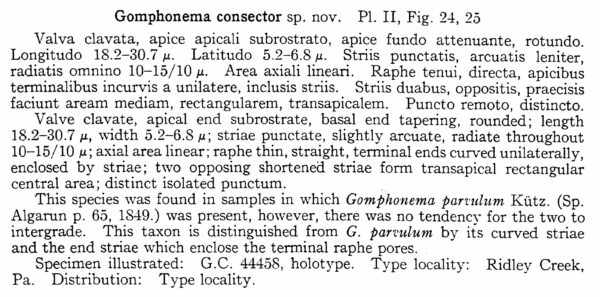 Gomphonema Consector Origdesc002