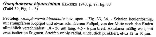 Gomphonema Duplipunctatum Origdesc001