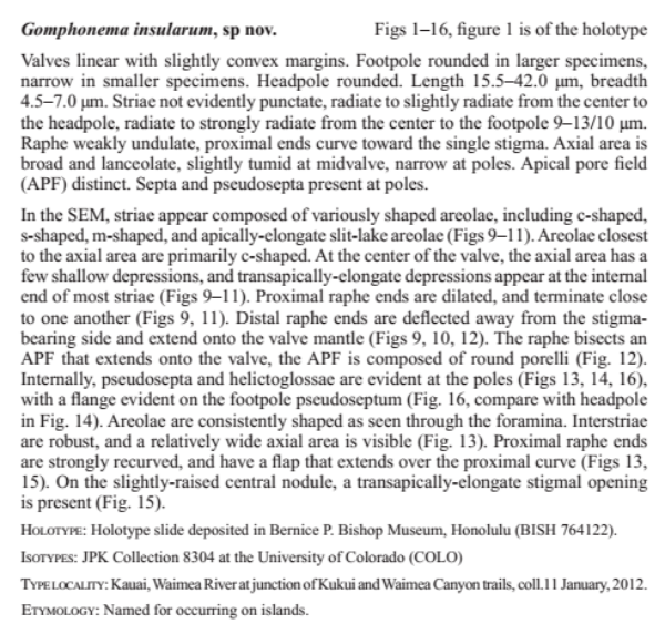 Gomphonema Insularum  Kociolek  Woodward  Graeff 2016