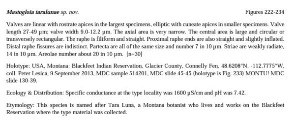 Mastogloia taralunae orig desc