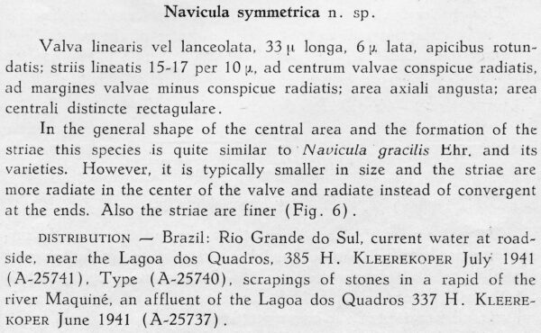 Nasymmetrica  Orig Descr