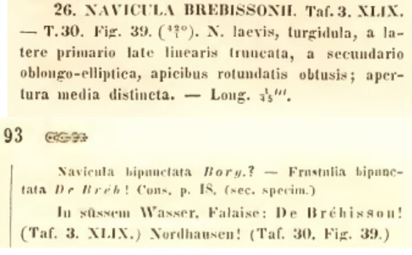 N Brebissonii