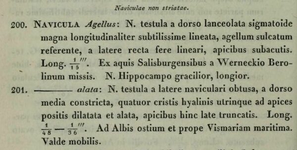 Navicula alata Ehrenberg 1840 Ber Akad Wiss Berlin page 212