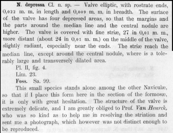 Navicula Depressa Origdesc