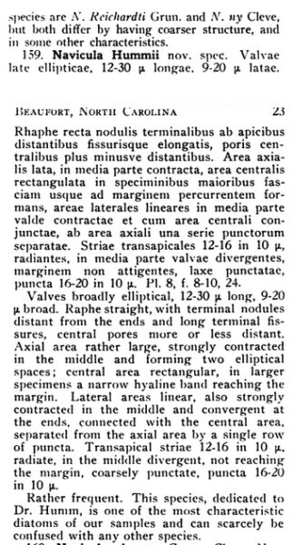 Navicula Hummii Orig Desc