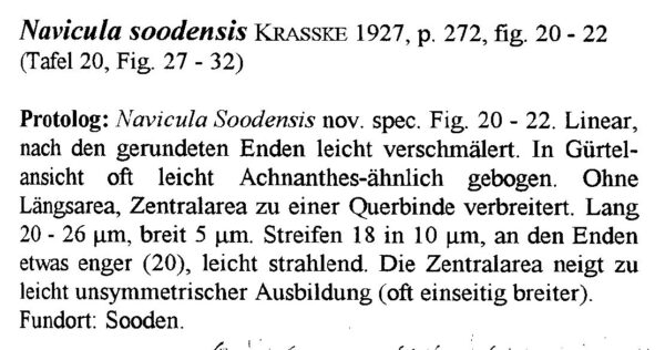 Naviculasoodensis Origdesc009