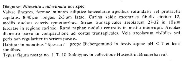 Nitzschia Acidoclinata Origdesc001