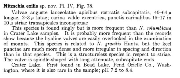 Nitzschia Exilis Orig Desc