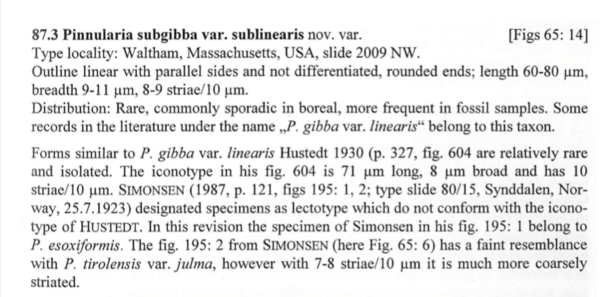 Pinn subgibba var sublinearis org descrp