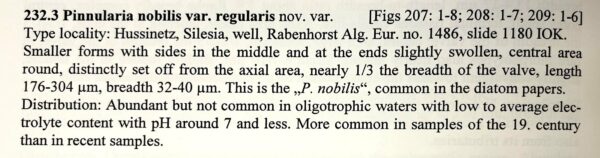 Pinnularia nobilis orig desc 1