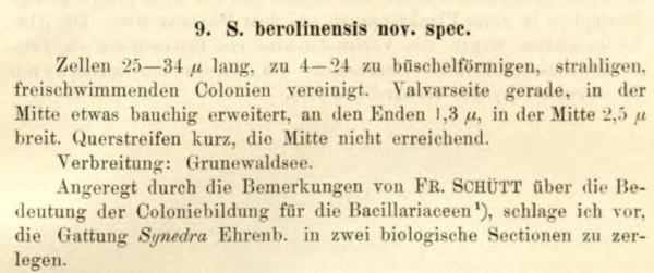 Syberolinensis Original Text